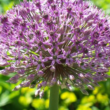 Lorem ipsum dolor sit amet