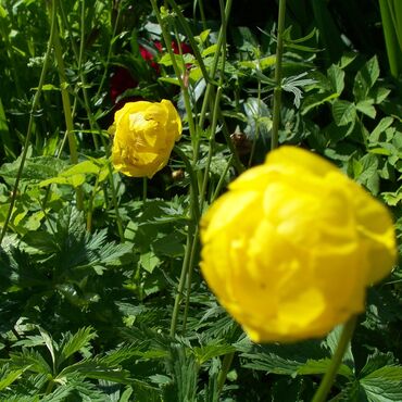 Vitae enim ridiculus sem