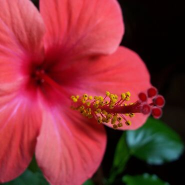 Tincidunt sagittis auctor