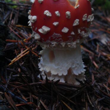 Quis nibh convallis fringilla