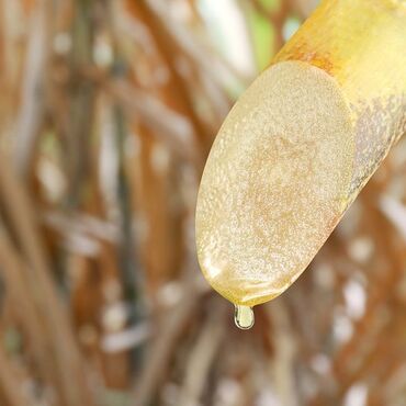 Historická cesta cukrové třtiny z východu na západ